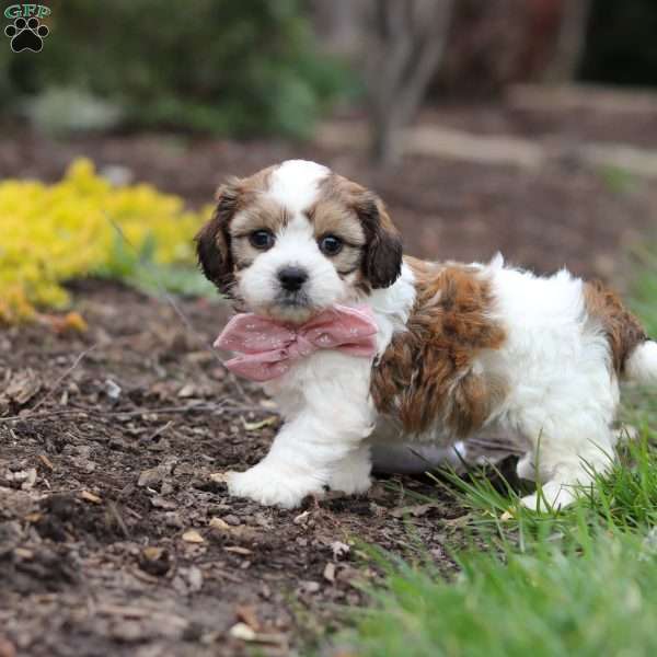 Darla, Cavachon Puppy
